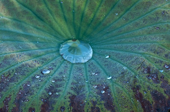 botanical;botanicals;botany;Brown;Circular;Damp;Dew;Dewy;Drop;Droplet;flora;Foliage;Franklin;Gray;Green;greenery;herb;herbage;Leaf;Leafy;Leaves;Moisture;North Carolina;plant;plants;shrub;Striped. Striated;Symmetrical;Variegated;vegetation;Vein;Water;Wet