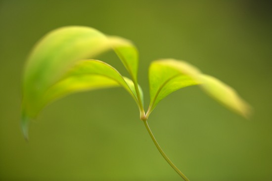 Abstract;botanical;botanicals;botany;flora;Foliage;Green;greenery;herb;herbage;Leaf;Leafy;Leaves;plant;plants;shrub;vegetation;Vein
