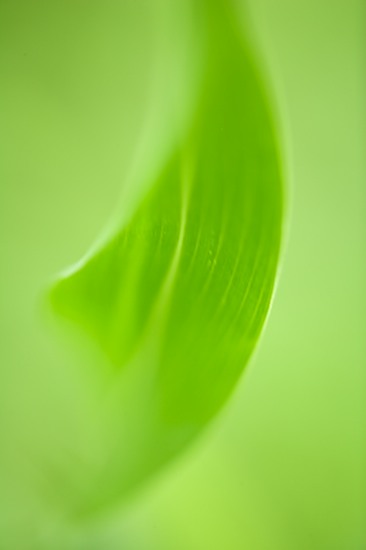 Abstract;Abstractions;botanical;botanicals;botany;flora;Green;greenery;herb;herbage;Patterns;plant;plants;Shapes;shrub;Textures;vegetation