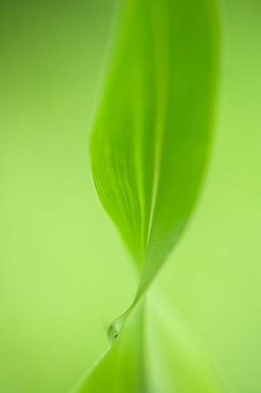 Abstract;Abstractions;botanical;botanicals;botany;Damp;Dew;Dewy;Drop;Droplet;flora;Green;greenery;herb;herbage;Leaf;Moisture;Patterns;plant;plants;Shapes;shrub;Textures;vegetation;Water;Wet