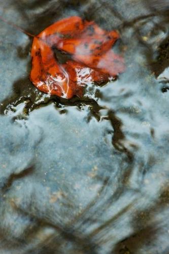Wabi Sabi;Orange;Machine Falls;Veins;Gray;Short Springs State Natural Area;water;Stream;Tulip Poplar;zen;Tennessee;Pouring;reflection;Peaceful;Oneness;Fallen;Rust;flow;Tullahoma;Vertical;flowing;Leafy;reflections;Red;Oriental;Brown;river;close-up