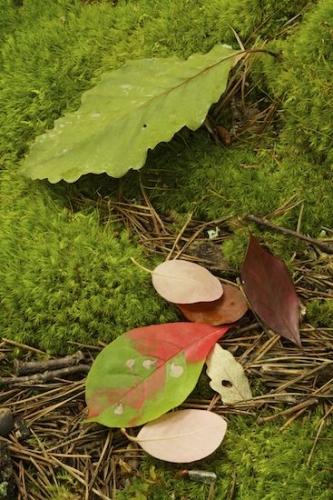 Green;Leaf;Vein;Needle;Leaves;Tan;Foliage;Pine Needle;Leafy;Danbury;Brown;Red;North Carolina;Hanging Rock State Park;Yellow;Cumulonimbus