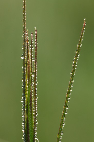 Damp;Dew;Dewy;Drop;Droplet;Grass;Green;Moisture;Stem;Water;Wet