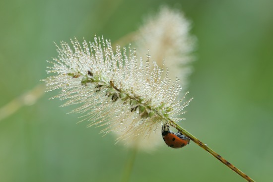 Damp;Dew;Dewy;Drop;Droplet;Grass;Green;Insect;Lady Beetle;Ladybug;Moisture;Red;Seed Head;Water;Wet