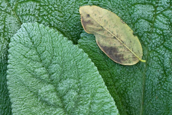 botanical;botanicals;botany;flora;Foliage;Green;greenery;herb;herbage;Leaf;Leafy;Leaves;plant;plants;shrub;vegetation;Vein;Yellow