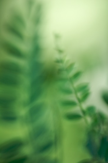 botanical;botanicals;botany;Contour;flora;Form;Green;greenery;herb;herbage;Leaves;Outline;plant;plants;Profile;Shadow;Shape;shrub;Silhouette;vegetation