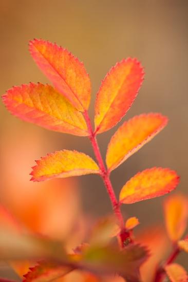 Autumn;Botanical;Calm;Fall;Gold;Grand Tetons;Healing;Herb;Leaf;Minimalism;Nature;Shrub;United States;Warm Colors;Warm Palette;Warm Tones;Wyoming;Yellow;botanicals;botany;color;flora;greenery;herbage;leaves;oneness;orange;peaceful;plant;plants;red;restful;serene;tranquil;vegetation;zen