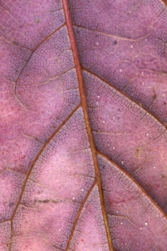 Close-up;Magenta;Abstractions;Shapes;Abstract;Autumn;Foliage;Textures;Leaves;Fall;Leafy;Vein;Red;Patterns;Leaf;Pink
