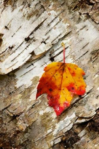 Leaf;Vein;Close-up;Leafy;Vermont;Green Mountain National Forest;Leaves;White Rocks National Recreation Area;Fall;Rachel;Yellow;Appalachian Trail;Foliage;Red;Autumn;Gold;Tan;bark