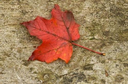 Green Mountain National Forest;Red;Close-up;Leaf;White Rocks National Recreation Area;Leaves;Tan;Autumn;Leafy;Vermont;Fall;Vein;Foliage;Appalachian Trail