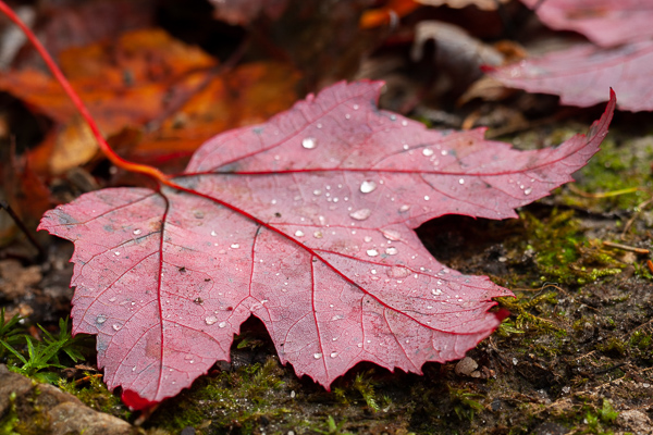 Appalachian Trail;Autumn;Botanical;Brown;Calm;Fall;Fallen;Fallen Leaves;Green Mountain National Forest;Leaf;Leafy;Pastoral;Seasons;United States;Vein;Vermont;Wabi Sabi;White Rocks National Recreation Area;foliage;green;leaves;magenta;oneness;peaceful;red;restful;serene;soothing;tranquil;zen