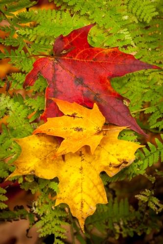 Appalachian Trail;Autumn;Botanical;Calm;Close-up;Fall;Fallen;Fallen Leaves;Green Mountain National Forest;Healing;Health care;Healthcare;Leaf;Macro;Maple;Maple Leaf;Maple Leaves;Nature;Pastoral;Veins;Vermont;Wabi Sabi;White Rocks National Recreation Area;Yellow;botanicals;fern;foliage;green;leaves;oneness;orange;peaceful;plant;plants;red;restful;serene;soothing;tranquil;zen