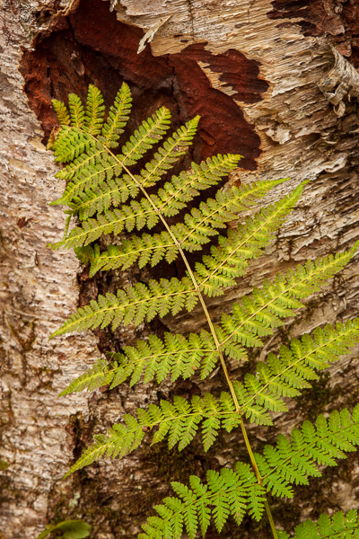 Appalachian Trail;Botanical;Brown;Calm;Close-up;Green Mountain National Forest;Healing;Health care;Healthcare;Macro;Minimalism;Nature;Pastoral;Shape;Tan;United States;Vermont;Wabi Sabi;White Rocks National Recreation Area;bark;green;landscape;leaves;oneness;pattern;peaceful;plant;restful;serene;soothing;texture;tranquil;trunk;zen