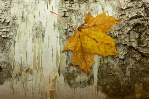 Tan;Gold;Close-up;Green;Fall;Teal;tree trunk;bark;trunk;White Rocks National Recreation Area;Yellow;Season;Appalachian Trail;Green Mountain National Forest;Leaf;Outdoor;Leaves;Gray;log;Vermont;Autumn