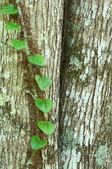 Abstract;Abstractions;Bark;Botanical;Botanicals;botany;Branch;Branches;Brown;Bush;flora;Foliage;Gray;Green;greenery;herb;Herbaceous;herbage;Leaf;Leafy;Leaves;Patterns;plant;Plant;plants;Shapes;shrub;Shrub;Tan;Textures;Tree Trunk;Trees;Trunk;Vegetation;Vein;Woodland