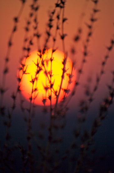botanical;botanicals;botany;close of day;dusk;evening;eventide;flora;greenery;herb;herbage;last Light;plant;plants;Purple;Red;shrub;Sky;sun;sunset;vegetation;Yellow