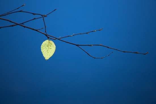 Autumn;Blue;botanical;botanicals;botany;Branch;Emerald Lake;Fall;flora;Foliage;greenery;herb;herbage;Leaf;Leafy;Leaves;plant;plants;shrub;vegetation;Vein;Vermont;Yellow
