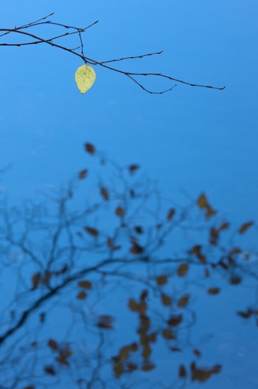 Abstract;Abstractions;Autumn;Blue;Branch;Branches;Emerald Lake;Fall;Foliage;Leaf;Leafy;Leaves;Patterns;Reflection;Reflections;Shapes;Textures;Vein;Vermont;Yellow