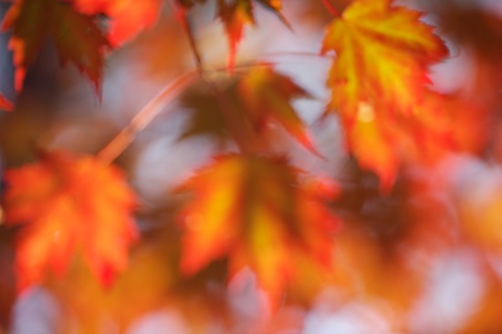 Abstract;Abstractions;Bark;Botanical;Botanicals;botany;Branch;Branches;Bush;fall;flora;Foliage;greenery;herb;Herbaceous;herbage;Jamestown;Leaf;Leafy;Leaves;Patterns;Plant;plants;Pogue Creek;Seasons;Shapes;Shrub;Tennessee;Textures;Tree Trunk;Trees;Trunk;Vegetation;Vein;Woodland