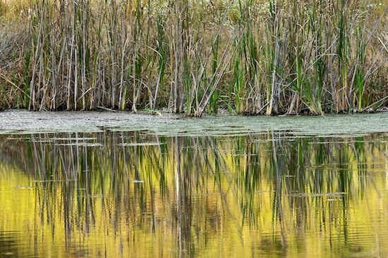 Ataya Tract;Botanical;Botanicals;botany;Conservation;Cumberland Mountain;flora;Gold;Green;greenery;Habitat Destruction;herb;herbage;Mining;plant;plants;Pond;Reflection;Reflections;shrub;Tan;Tennessee;Vegetation;Yellow