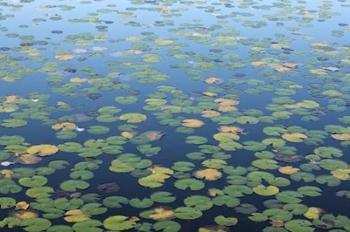 plants;vegetation;botanicals;herbage;plant;Green;Leafy;Foliage;Vein;Patterns;Leaf;Shapes;shrub;Textures;Pond;Abstractions;botanical;Water;Fall;flora;Harriman State Park;Autumn;greenery;Leaves;Lake;Lily Pad;Abstract;botany;New York;herb