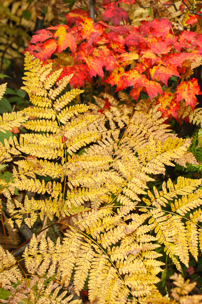 Abstract;Bridgewater;Cool Colors;Cool Palette;Cool Tones;Fall;Ferns;Green;Greens;Leaf;Maine;New England;Stock categories;United States;Warm Colors;Warm Palette;Warm Tones;Yellow;color;fern;plants;red;yellow