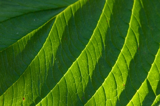 Abstract;Abstractions;Bridgewater;Foliage;Leaf;Leafy;Leaves;Maine;Patterns;Shapes;Textures;Vein