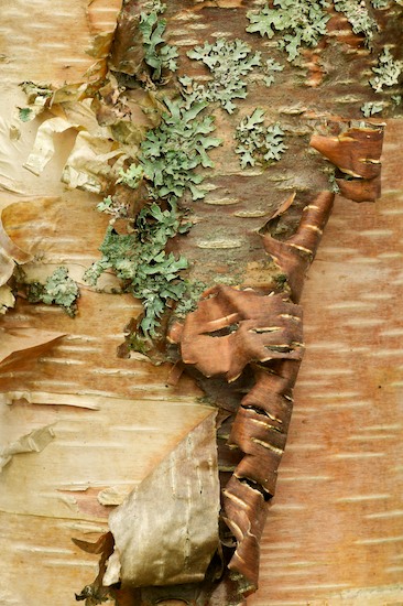 Abstract;Abstractions;Bark;Bridgewater;Brown;Green;Lichen;Maine;Patterns;Shapes;Tan;Textures;Tree