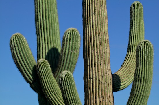 Abstract;Abstractions;Arizona;Botanical;Botanicals;botany;Cactus;flora;greenery;herb;herbage;Patterns;plant;plants;Shapes;shrub;Textures;Vegetation