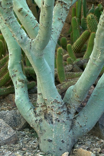 Aqua;Arizona;botanical;botanicals;botany;Cactus;flora;Green;greenery;herb;herbage;plant;plants;shrub;Tree;vegetation