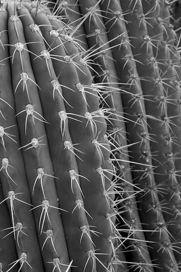 Abstract;Abstractions;Arizona;Black and White;Cactus;Patterns;Shapes;Textures