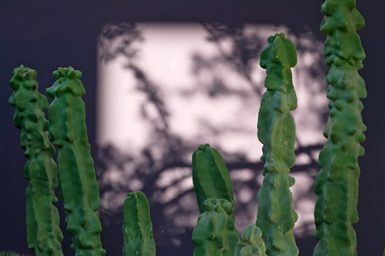 Abstract;Abstractions;Arizona;Cactus;Green;Patterns;Purple;Shapes;Textures