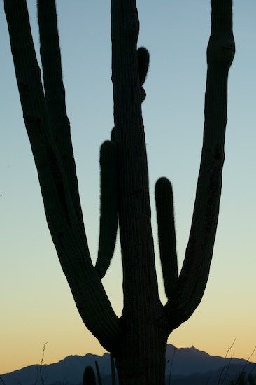 Arizona;Boulder;Cactus;Cliff;Desert;High;Ledge;Mountain;Mountain Top;Nature;Peak;Plants;Power;Powerful;Precipice;Rock Formations;Rocks;Scenic View;Scenics;Silhouette;Summit;Sunset;Vertical