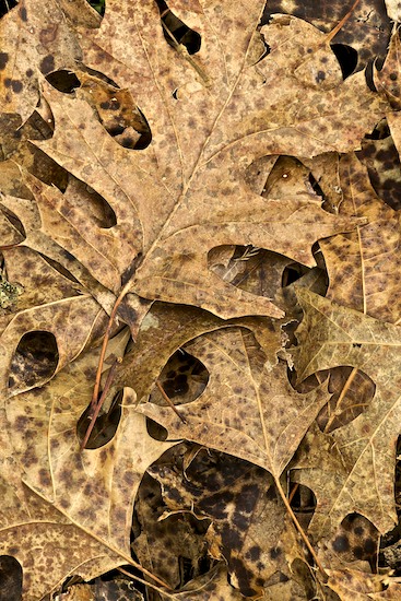 botanical;botanicals;botany;Columbia;flora;Foliage;greenery;Henry Horton State Park;herb;herbage;Leaf;Leafy;Leaves;plant;plants;shrub;Tennessee;vegetation;Vein