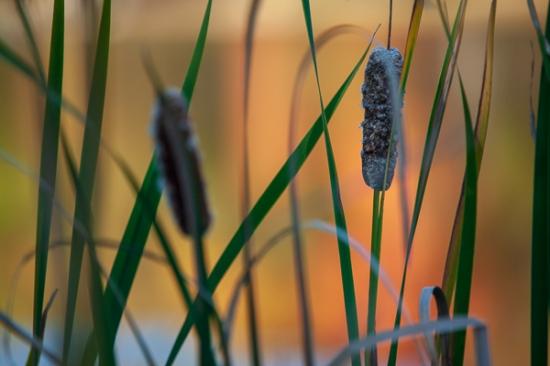 Botanical;Calm;Cattails;Close-up;Flowers & Plants;Gold;Harriman State Park;Healing;Health care;Healthcare;Macro;Minimalism;Nature;New York;Pastoral;Sunlight;Sunshine;United States;Wabi Sabi;Water;botanicals;green;oneness;orange;peaceful;plant;plants;reflection;reflections;restful;serene;soothing;sunlit;tranquil;zen