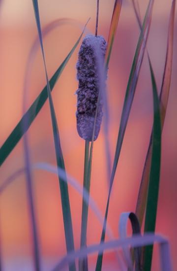 Botanical;Calm;Cattails;Close-up;Flowers & Plants;Harriman State Park;Healing;Health care;Healthcare;Macro;Minimalism;Nature;New York;Pastoral;Pink;Sunlight;Sunshine;United States;Wabi Sabi;Water;botanicals;green;magenta;oneness;peaceful;plant;plants;purple;reflection;reflections;restful;serene;soothing;sunlit;tranquil;zen