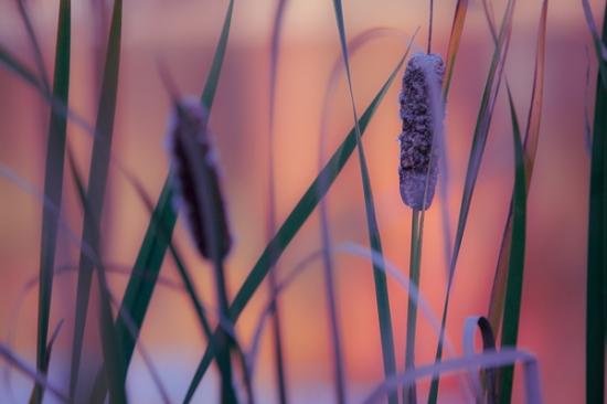 Botanical;Calm;Cattails;Close-up;Flowers & Plants;Harriman State Park;Healing;Health care;Healthcare;Macro;Minimalism;Nature;New York;Pastoral;Pink;Sunlight;Sunshine;United States;Wabi Sabi;Water;botanicals;green;magenta;oneness;peaceful;plant;plants;purple;reflection;reflections;restful;serene;soothing;sunlit;tranquil;zen