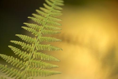 Yellow;Gold;New York;Fern;leaves;Botanicals;Harriman State Park;Forest;Green