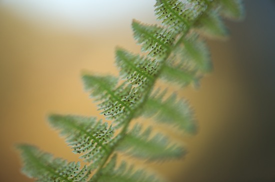 Abstract;Abstractions;Botanical;botanical;botanicals;botany;Fern;Ferns;flora;Green;greenery;Harriman State Park;herb;herbage;New York;Patterns;plant;plants;Plants;Shapes;shrub;Textures;vegetation;Yellow