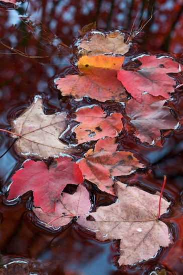 Autumn;Blue;Fall;Foliage;Harriman State Park;Leaf;Leafy;Leaves;Magenta;New York;Red;Reflection;Reflections;Vein