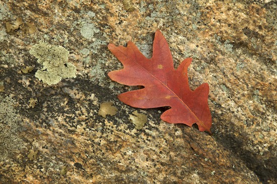 Autumn;Boulder;Brown;Fall;Foliage;Geological;Geology;Leaf;Leafy;Leaves;Lichen;New York;Oak;Orange;Rock;Rock Formations;Rocks;Stone;Stones;Striation;Vein