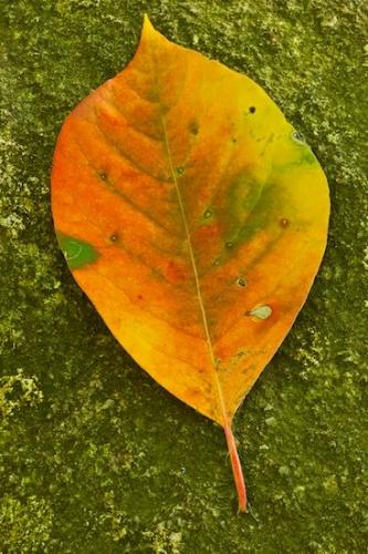 Green;Foliage;Forest;Autumn;Leaf;Veins;Gold;Harriman State Park;Close-up;Leaves;Orange;Fall;Botanical;New York;Vein;Woods
