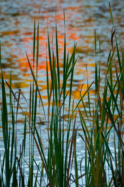 Abstract;Abstraction;Aqua;Botanical;Calm;Cattails;Harriman State Park;Healing;Leaf;Lily Pad;Lily Pads;Minimalism;Mirror;Nature;New York;Pastoral;Ripple;Sunlight;Sunshine;Tan;United States;Wabi Sabi;Water;Waterscape;botanicals;foliage;grass;green;lake;landscape;leaves;oneness;orange;peaceful;plant;plants;pool;red;reflection;reflections;restful;serene;soothing;sunlit;tranquil;zen
