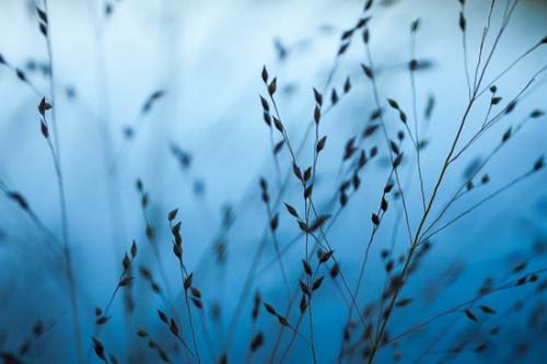 Abstract;Abstractions;Blue;Grass;New Jersey;Patterns;Plant;Plants;Ramapo Lake;Ramapo Mountains;Seed Head;Shrub;Stock categories;United States;botanical;botanicals;botany;flora;greenery;herb;herbage;vegetation