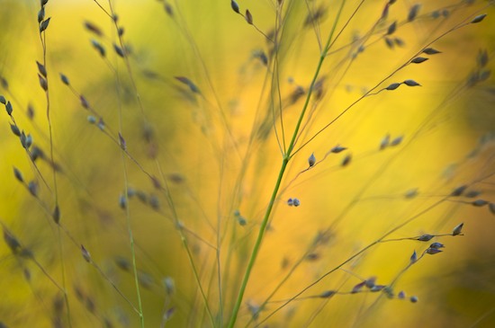 Abstract;botanical;botanicals;botany;flora;Gold;Grass;greenery;herb;herbage;New Jersey;Orange;Patterns;plant;plants;Ramapo Lake;Ramapo Mountains;Seed Head;shrub;vegetation;Yellow