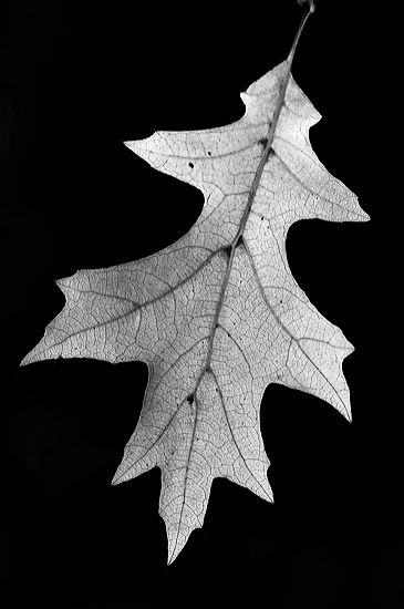 Leaf;Leaves;Leafy;Foliage;Vein