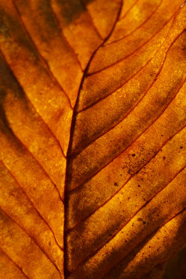 Abstract;Abstractions;Foliage;Leaf;Leafy;Leaves;Patterns;Shapes;Textures;Vein;Brown;Orange