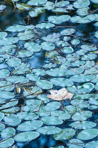 Abstract;Abstraction;Aqua;Botanical;Calm;Close-up;Fallen Leaves;Flowers & Plants;Healing;Health care;Healthcare;Leaf;Line;Macro;Modern;Nature;Pastoral;Shape;Tan;Wabi Sabi;Waterscape;artsite;blue;botanicals;contemporary;contemporary art;green;landscape;leaves;modern art;oneness;pattern;peaceful;plant;restful;serene;soothing;texture;tranquil;zen