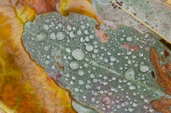 Abstract;Abstractions;Aqua;Caryville;Cumberland Plateau;Foliage;Green;Leaf;Leafy;Leaves;Northern Cumberland Plateau;Orange;Patterns;Shapes;Sundquist WMA;Tennessee;Textures;TNC;United States;Vein;Yellow