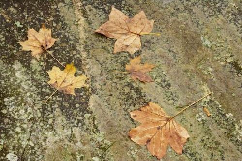 Stone;Rock Formations;Foliage;Leafy;Rock;Textures;Geology;Caryville;Vein;Sundquist WMA;Abstract;Northern Cumberlands;Abstractions;Leaves;Cumberland Plateau;Patterns;Rocks;Leaf;Geological;Northern Cumberland Plateau;Striation;Tennessee;Shapes;United States;TNC